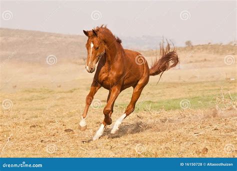 Chestnut horse running stock photo. Image of pose, pace - 16150728