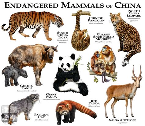 Endangered Mammals of China | Unique animals, Mammals, Animals