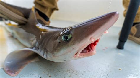 Catch & Cook: Dogfish Shark on the Grill Field Trips Delaware