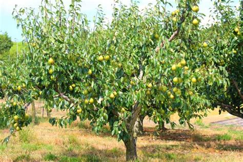 How to Grow Fruiting Pear Trees | Gardener’s Path