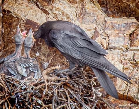 A Common Raven nest with two chicks, as photographed by Richard Custer. – Mendonoma Sightings