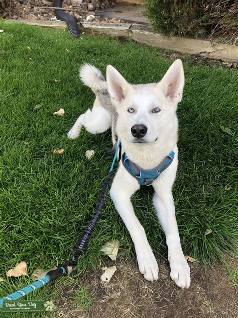 Husky/Germans Shepherd Mix - Stud Dog in Northwest Colorado Springs ...