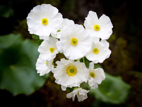 16 Beautiful Ranunculus Varieties