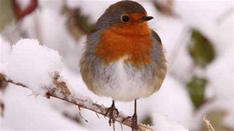 BBC News - Your pictures: Fun in the snow