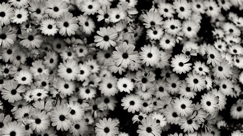 Black And White Vintage Wallpaper For Mac #QXeT5 ~ Wallove | Hello wallpaper, Black and white ...