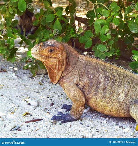 Iguana in Its Habitat Desert Stock Photo - Image of nature, habitat: 192318876