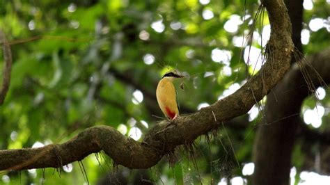 Karnala Bird Sanctuary - Visava Amusement Park