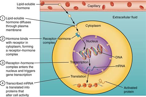 Hormones · Anatomy and Physiology