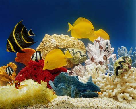 How to Set Up a Saltwater Aquarium | Saltwater aquarium, Marine ...