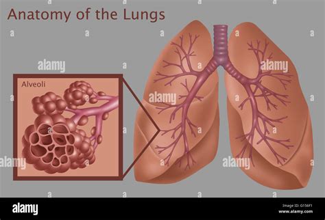 poche minuit Scintillait air sacs in lungs Dont Homologue Toujours