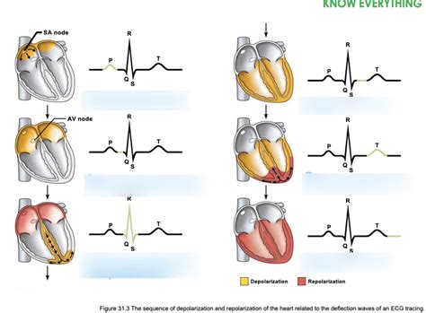 depolarization and repolarization ECG Diagram | Quizlet