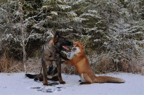 20 Amazing And Completely Unlikely Animals Who Became Best Friends | LifeDaily