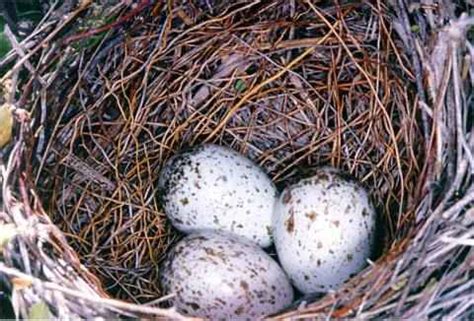 Photographs of Pyrrhuloxias and other the birds on the Arizona desert ...