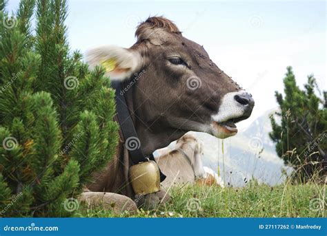 Cow With Cowbell Stock Photography - Image: 27117262