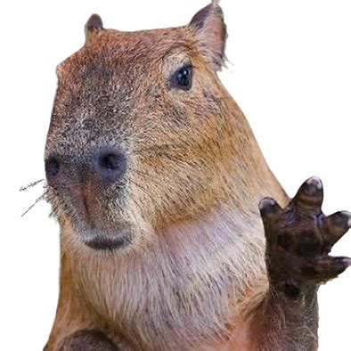 Capybara PNG Transparent Images