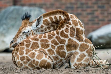 These Pics Of Giraffes Sleeping In Uncomfortable Positions Will Cause A ...