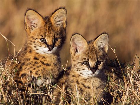 Serval Cat: Breed Profile, Characteristics Care, 55% OFF