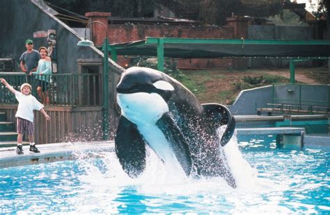 What is the true story behind Free Willy, the movie based on Keiko the killer whale | Metro News