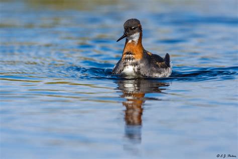 Red-necked Phalarope Page