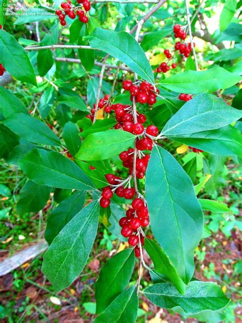 Plant Identification: Big shrubs or small trees with red berries, 2 by mango61