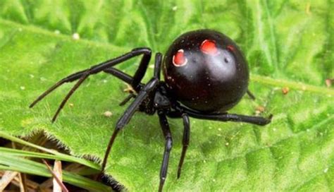 5 Most Venomous Insects Found in The World - lifeberrys.com