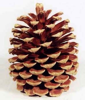 Jeffrey Pine Cone , - Pinecones.com