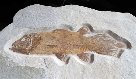 Undersea treasure: 200-million-year-old ‘Lazarus’ fish up for auction