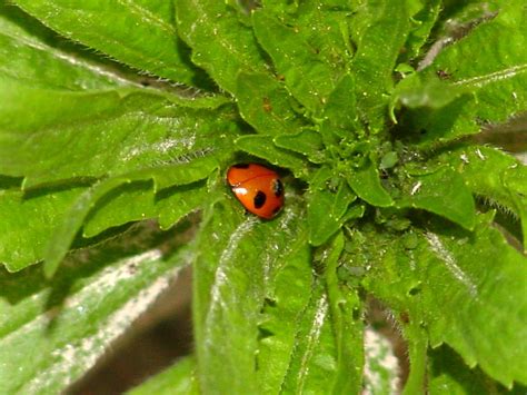 Seven-spot ladybug; Image ONLY