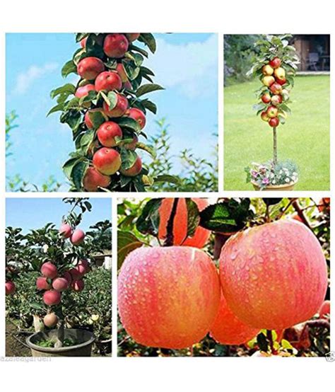 Bonsai Apple Tree Seeds - Pack of 10 seeds: Buy Bonsai Apple Tree Seeds - Pack of 10 seeds ...