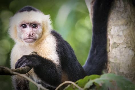 White-Headed Capuchin Monkey in Manuel Antonio National Park – Lux ...