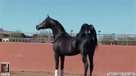 The superb Black Arabian stallion: Spades LRA. | Horses, Arabian stallions, Stallion horses