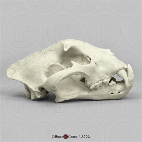 Jaguar Skull, Male - Bone Clones - Osteological Reproductions