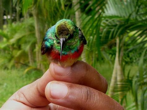 Ornithological Monitoring - Forest Center