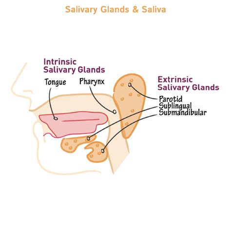 Physiology Glossary: Salivary Gland Physiology | ditki medical ...