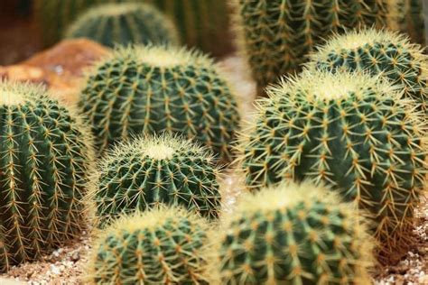 Las plantas del desierto: Una forma de vida fascinante