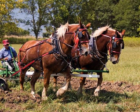 Draft Horse Plowing Competition | Draft horses, Horses, Big horses