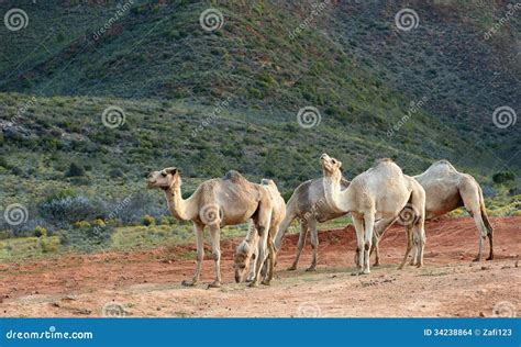 Five camels stock photo. Image of camelus, arabia, brown - 34238864