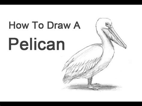 How to Draw a Pelican (American White) - YouTube