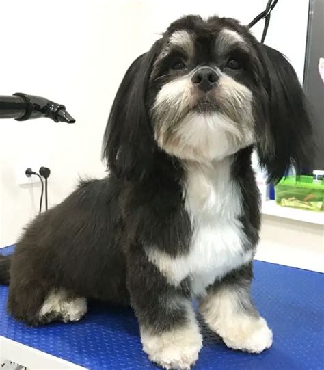 10 Best Havanese Haircuts for Your Puppy - The Paws