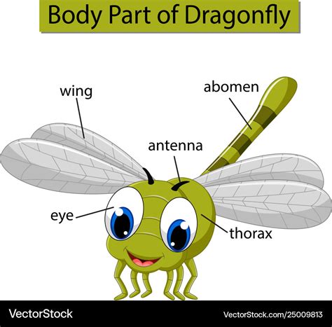 Dragonfly Anatomy Diagram