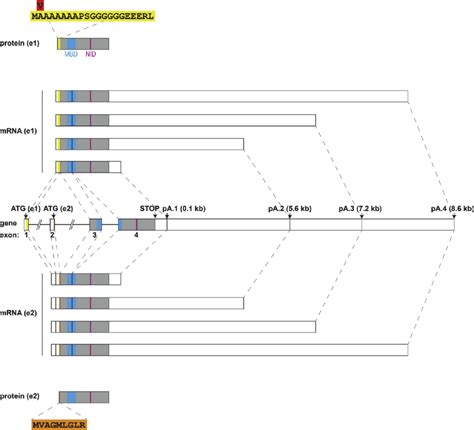 Structure of the MECP2 gene and its transcripts and resulting protein ...