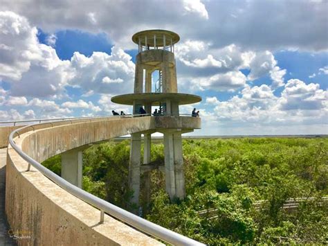 Everglades National Park: Biking the Shark Valley Trail - Coastlines to ...