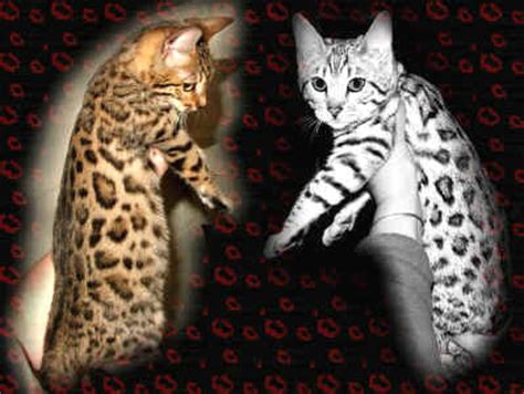 Bengal Cat Patterns | Top Cat Directory