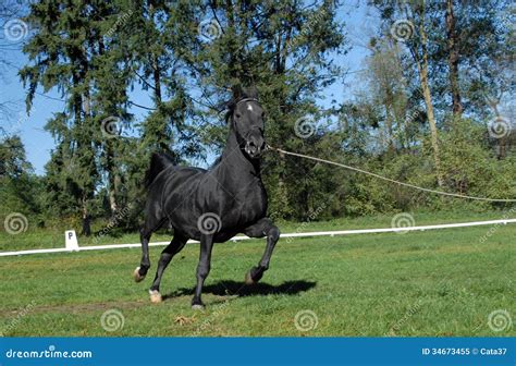 Lipizzan horses stock image. Image of field, nature, pasture - 34673455