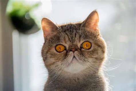 Ugly Cat Breeds You Need in Your World: Fugly is Fantastic! - PD Insurance