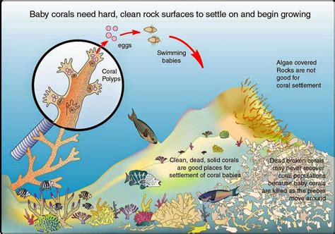 Coral Life Cycle Diagram