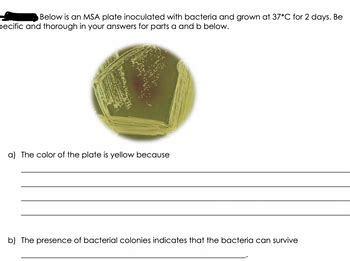 Answered: Below is an MSA plate inoculated with… | bartleby