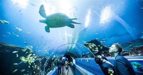 Georgia Aquarium: Ocean Voyager Virtual Tour | GetYourGuide