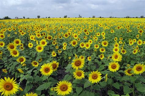 Sunflower Fields Flowers Karnataka · Free photo on Pixabay