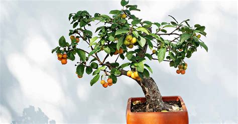 How to Grow Bonsai Fruit Trees | Gardener’s Path